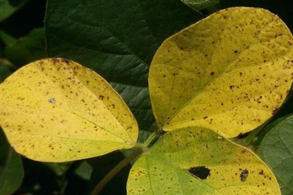 ALERTA EN ARGENTINA POR LA LLEGADA DE UN HONGO QUE PUEDE AFECTAR A LAS PLANTAS