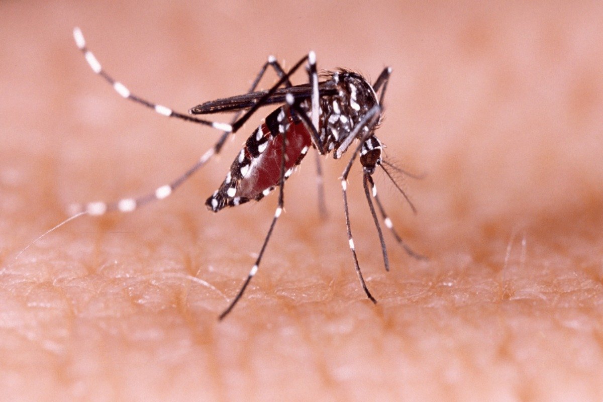 ALERTA EN ARGENTINA POR UNA PELIGROSA PLAGA QUE PODRÍA POTENCIARSE CON EL “SÚPER NIÑO”