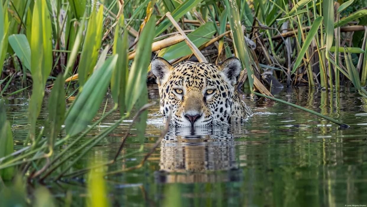 UN NUEVO “ARCA DE NOÉ”: CREAN UN CORREDOR DE 2.000 KILÓMETROS PARA PROTEGER LA FAUNA DE SUDAMÉRICA