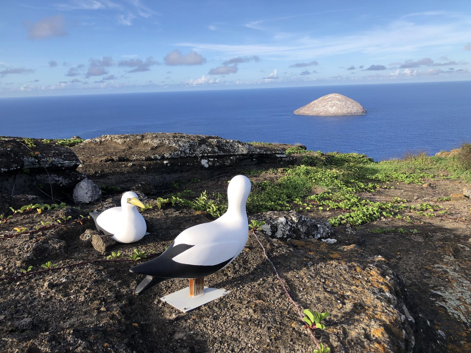 CIENTOS DE AVES DE PLÁSTICO AYUDARON A RECUPERAR UNA ESPECIE AL BORDE DE LA DESAPARICIÓN