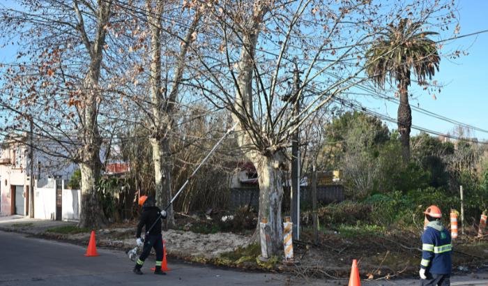 COMIENZA LA TEMPORADA DE PODA DE ÁRBOLES: POR QUÉ EL INVIERNO ES EL MOMENTO IDEAL