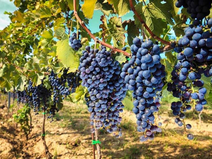 CRISIS VITIVINÍCOLA EN MENDOZA: PRODUCTORES ADVIERTEN QUE CADA VEZ MÁS FINCAS QUEDAN ABANDONADAS