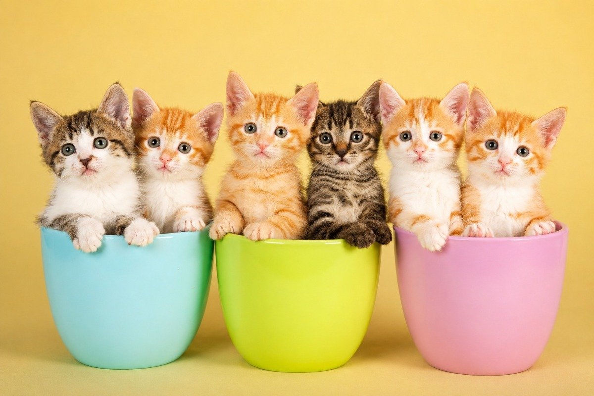 DÍA INTERNACIONAL DEL GATO: POR QUÉ SE CELEBRA HOY 8 DE AGOSTO Y QUÉ HAY DETRÁS DE ESTA FECHA