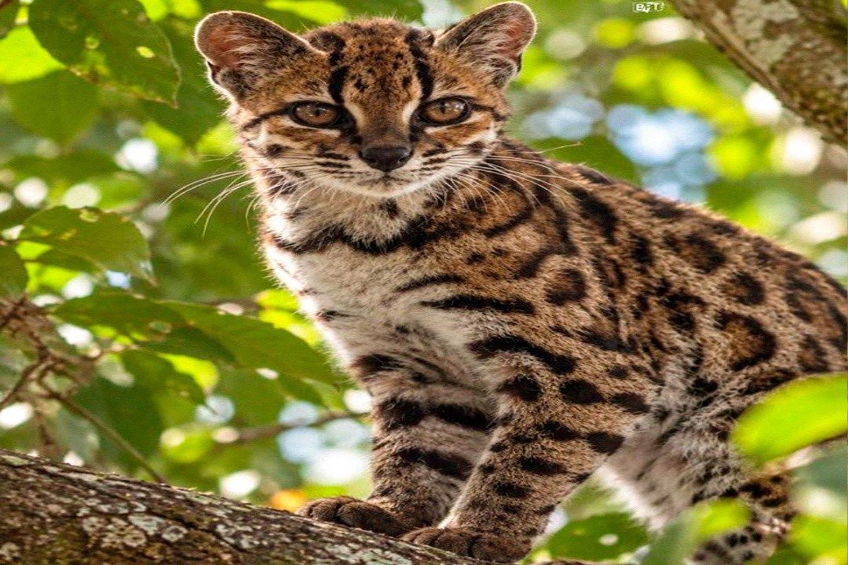 DESCUBREN EN BOLIVIA AL TILCAYO, LA PRIMERA NUEVA ESPECIE DE GATO SILVESTRE EN MÁS DE 100 AÑOS