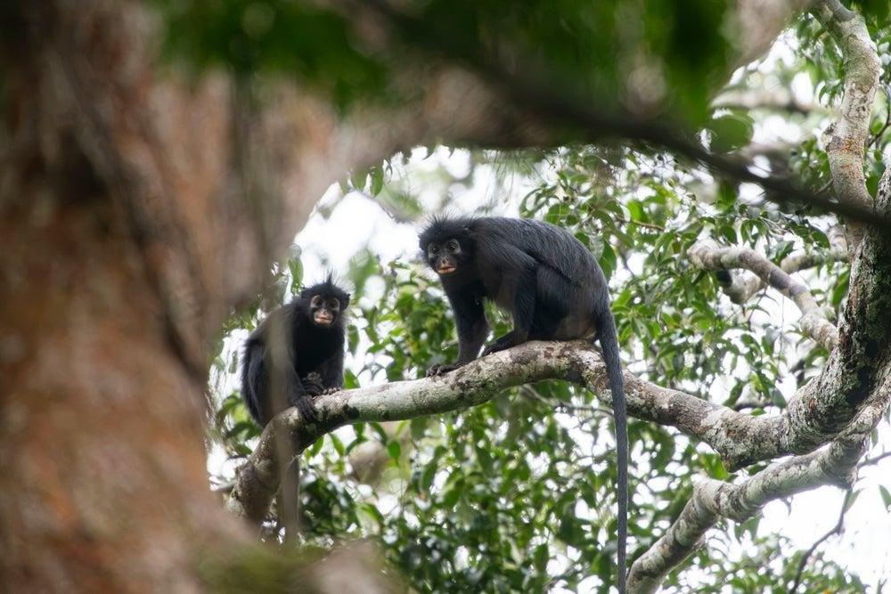 DESCUBREN EN EL CONGO UNA NUEVA ESPECIE DE MONO AULLADOR Y ALERTAN POR SU CONSERVACIÓN