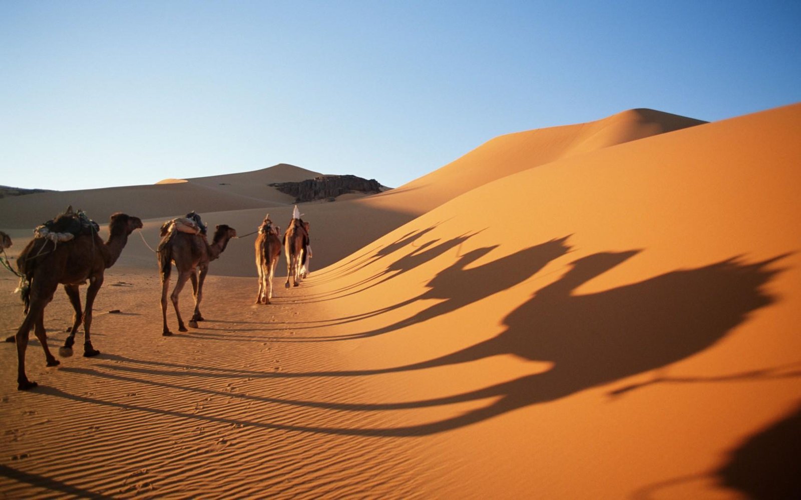 DURANTE SIGLOS RESISTIERON EL CALOR DEL DESIERTO, PERO EL CAMBIO CLIMÁTICO AHORA LES PROVOCA AMPOLLAS