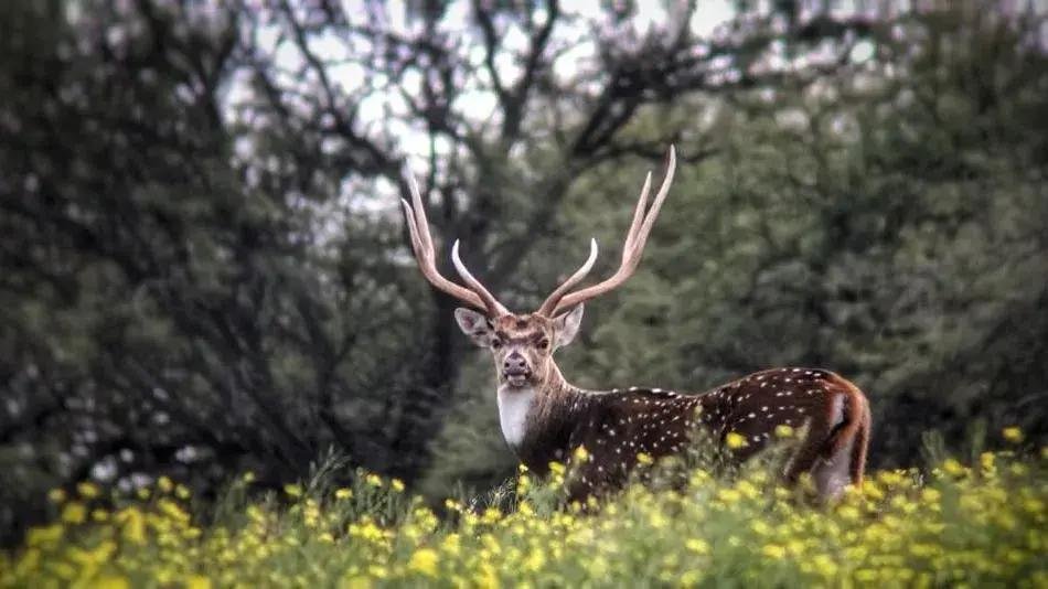 EL ANIMAL TRAÍDO DESDE ASIA HACE CASI UN SIGLO QUE HOY SE CONVIRTIÓ EN UN PROBLEMA PARA ARGENTINA