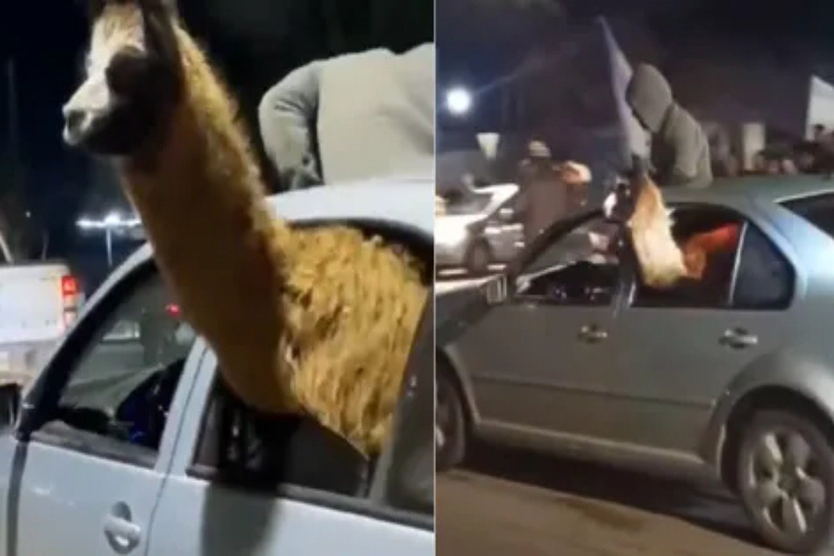 EL GOBIERNO DE MENDOZA DENUNCIÓ POR PRESUNTO MALTRATO ANIMAL EL CASO DE LA "LLAMA MUNDIALISTA" DE LA PAZ