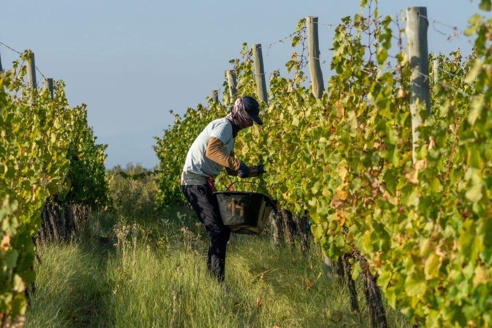 EL VINO ARGENTINO LE GANA A LA SOJA Y LA CARNE EN UN RANKING CLAVE: LLEGA A 113 PAÍSES