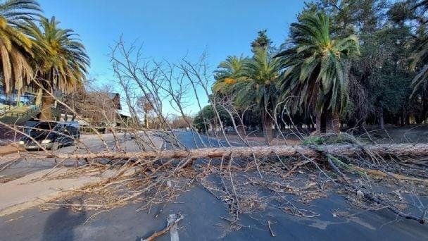 EN SIETE MESES YA MURIERON SEIS PERSONAS POR LA CAÍDA DE ÁRBOLES EN MENDOZA