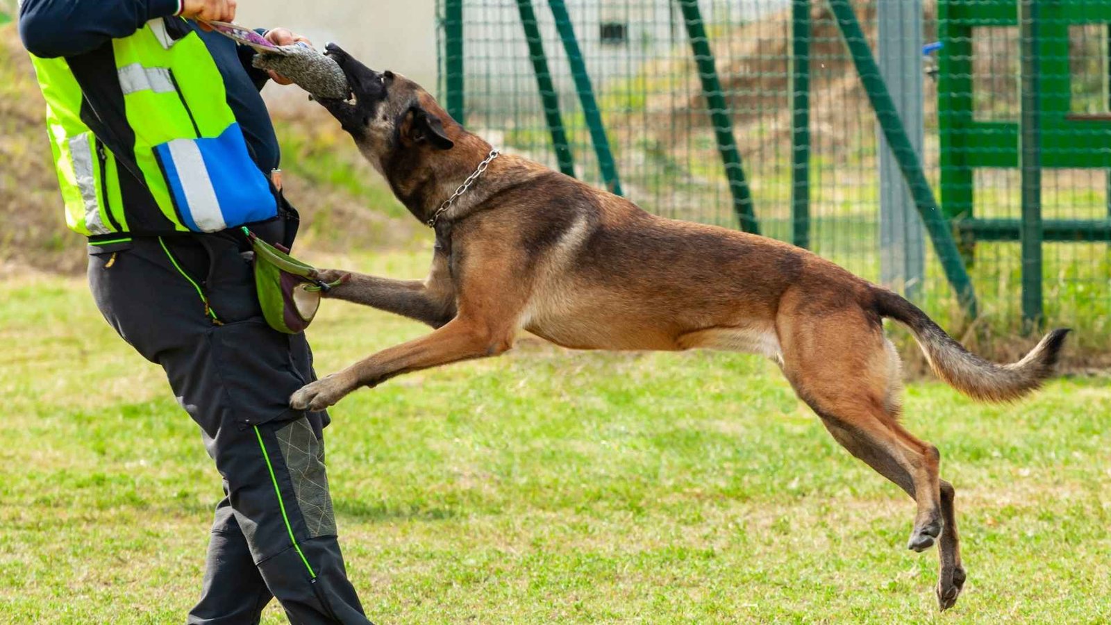 FITO, EL PERRO POLICÍA, VOLVIÓ A DEMOSTRAR SU OLFATO EN UN ROBO EN PALMIRA
