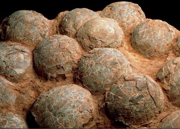 HALLARON EN LA PATAGONIA HUEVOS DE DINOSAURIOS GIGANTES Y DESCUBRIERON CÓMO LOS INCUBABAN