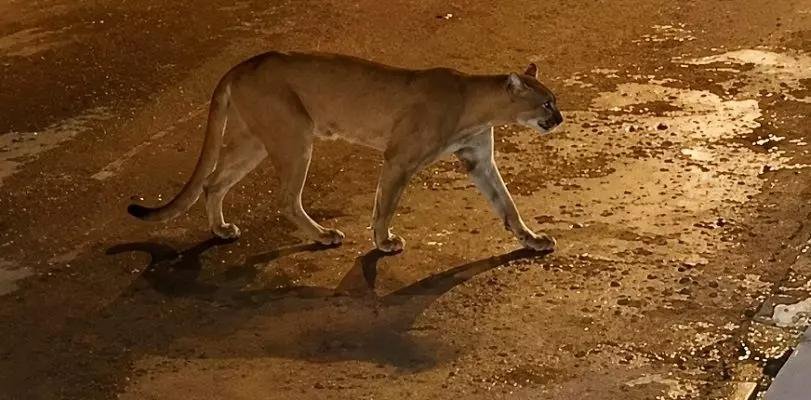 HALLARON MUERTO AL PUMA QUE HABÍA SORPRENDIDO A LOS VECINOS DE LUJÁN DE CUYO