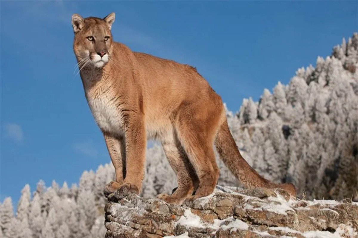 ¿INVASIÓN DE FAUNA SILVESTRE EN MENDOZA? POR QUÉ CADA VEZ SE VEN MÁS ANIMALES EN ZONAS URBANAS Y RURALES