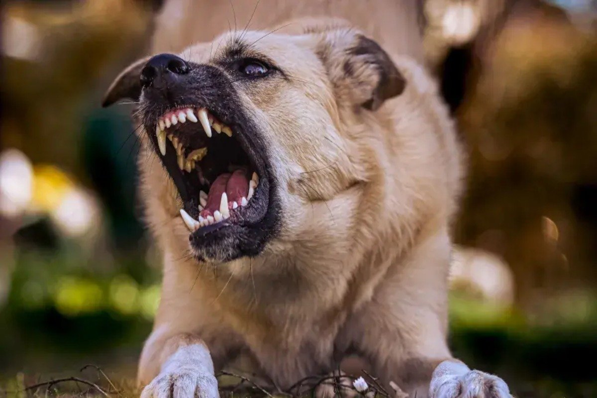 JUNÍN: UNA NENA DE 3 AÑOS FUE ATACADA POR UN PERRO Y SUFRIÓ GRAVES HERIDAS EN LA CABEZA