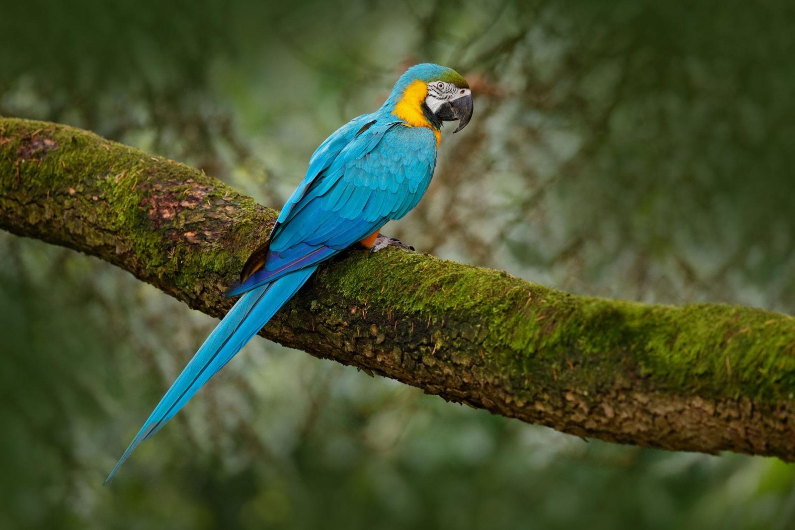 LA GUACAMAYA DE ALAS AZULES REGRESA A MISIONES TRAS DÉCADAS DE AUSENCIA EN LA NATURALEZA