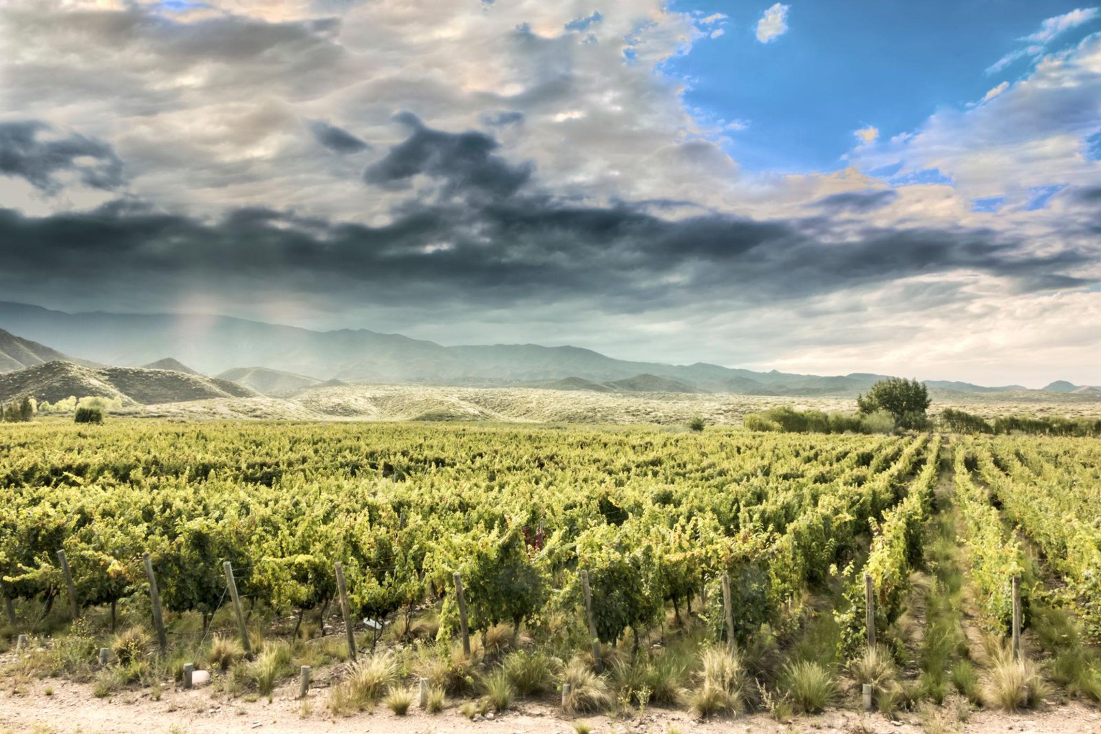 LOS PRODUCTORES VITIVINÍCOLAS DE MENDOZA SE PREPARAN ANTE EL “SÚPER NIÑO” CON MÁS PREVENCIÓN