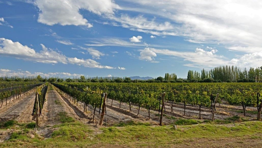 MAIPÚ, LEJOS DEL LÍMITE: POR QUÉ LA CUNA DEL VINO TIENE POCA TIERRA EN MANOS EXTRANJERAS
