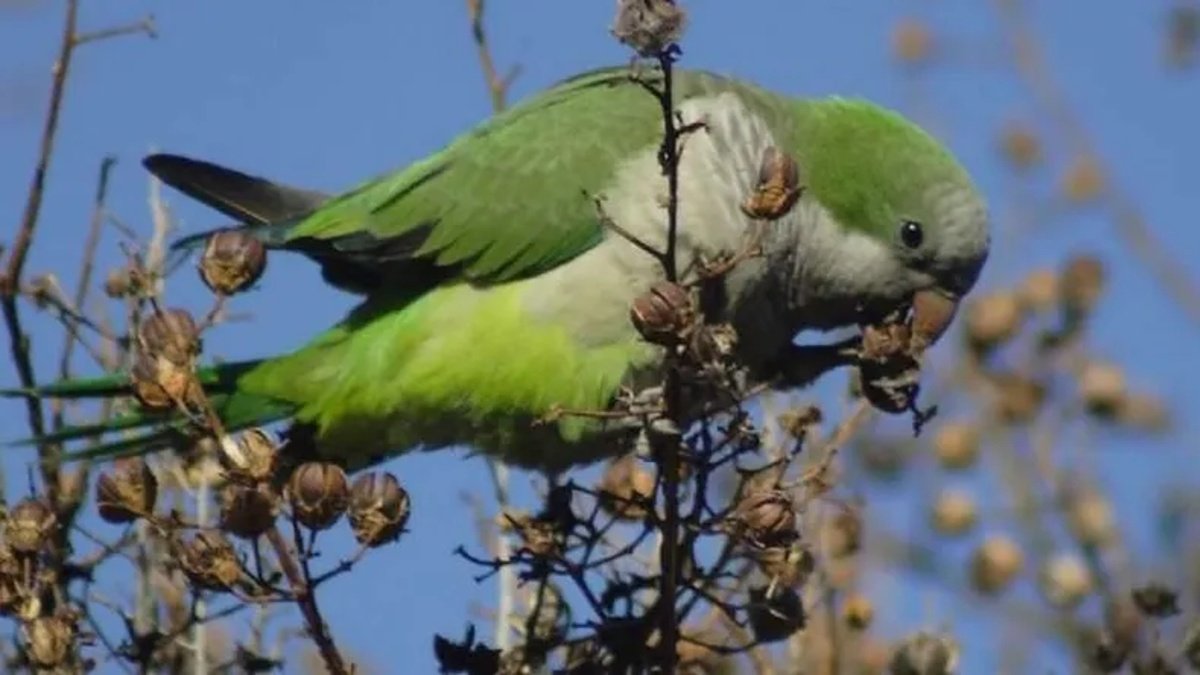 MENDOZA: ADVIERTEN SOBRE LA PELIGROSA "FIEBRE DEL LORO" Y SUS CONSECUENCIAS