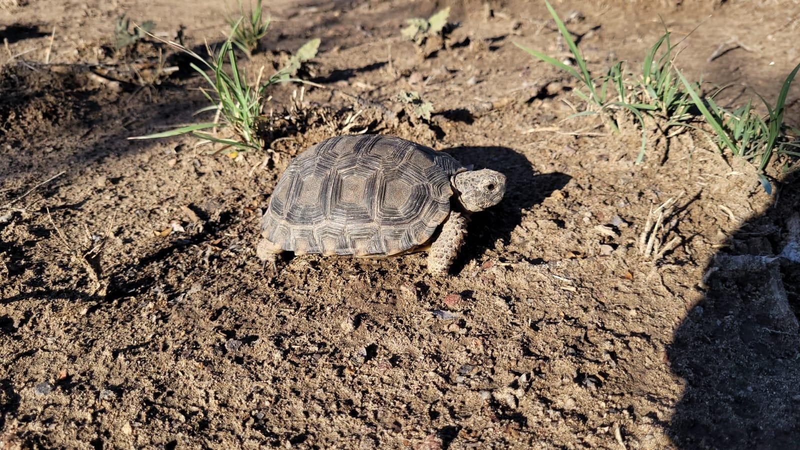 MENDOZA DEVOLVIÓ A LA NATURALEZA PICHES, PICHES LLORONES Y TORTUGAS RESCATADOS DEL TRÁFICO ILEGAL