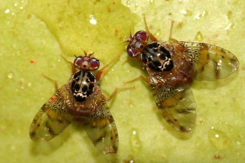MENDOZA OFRECE RECOLECCIÓN GRATUITA DE CÍTRICOS PARA FRENAR LA MOSCA DEL MEDITERRÁNEO