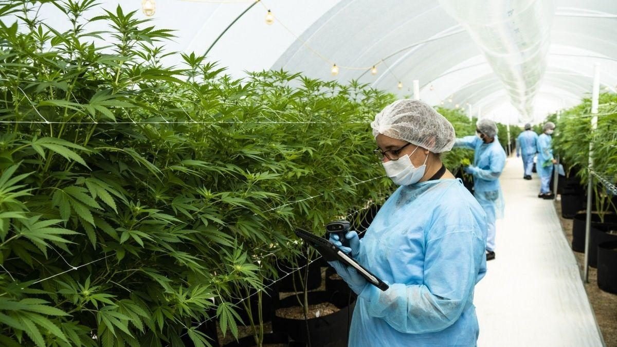 FORMACIÓN EN PRODUCCIÓN DE CANNABIS Y CÁÑAMO: MENDOZA SUMA UNA TECNICATURA