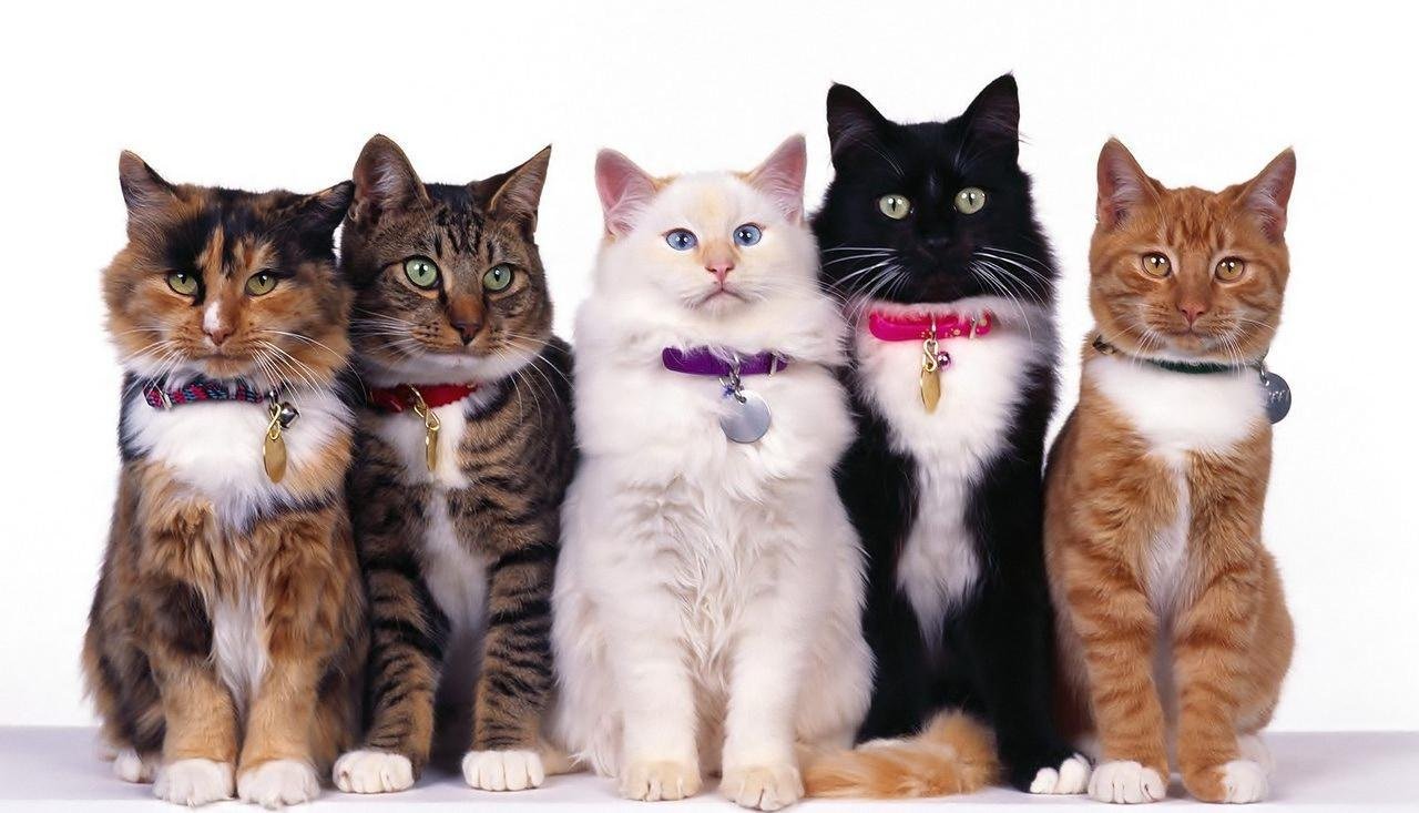 NI NARANJAS NI NEGROS: QUÉ DICE LA CIENCIA SOBRE EL COLOR DE LOS GATOS MÁS TRANQUILOS