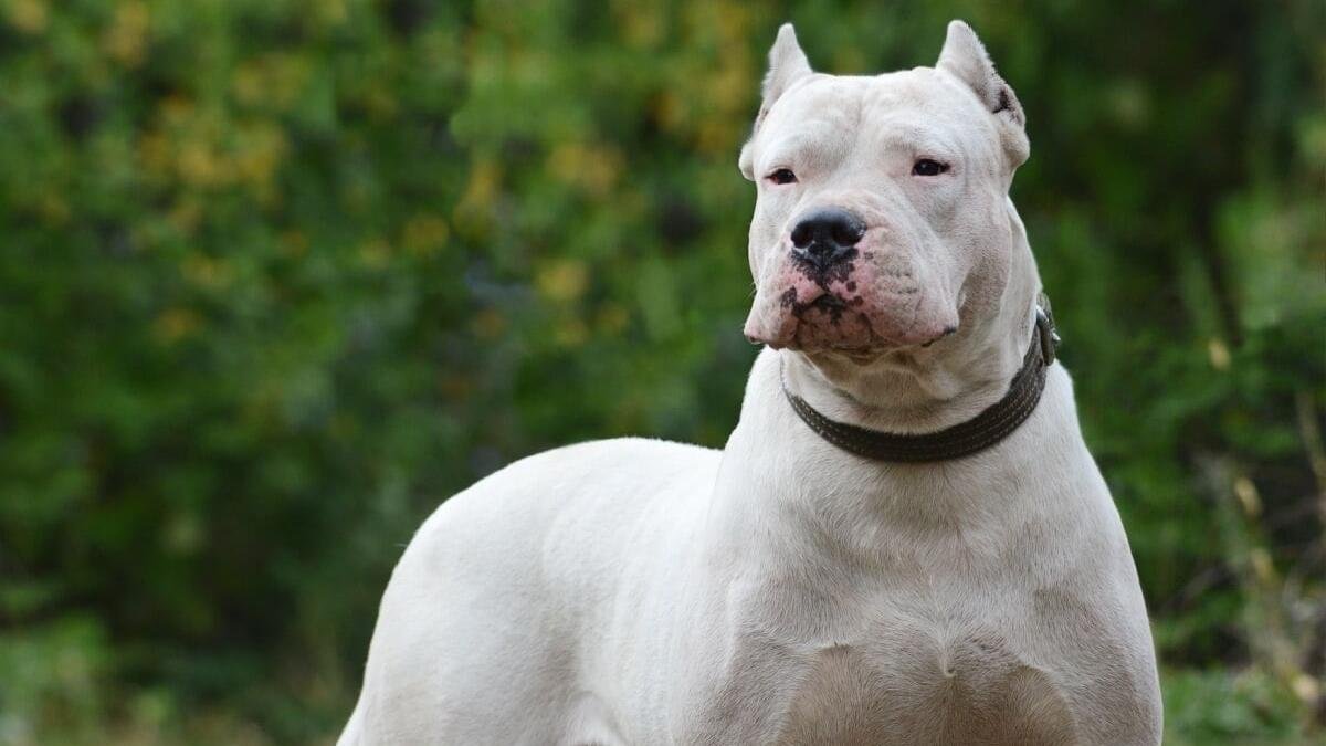 POR UN FALLO DE LA CORTE, EL DUEÑO DE UN DOGO NO PAGARÁ $27 MILLONES A UNA NIÑA QUE FUE ATACADA