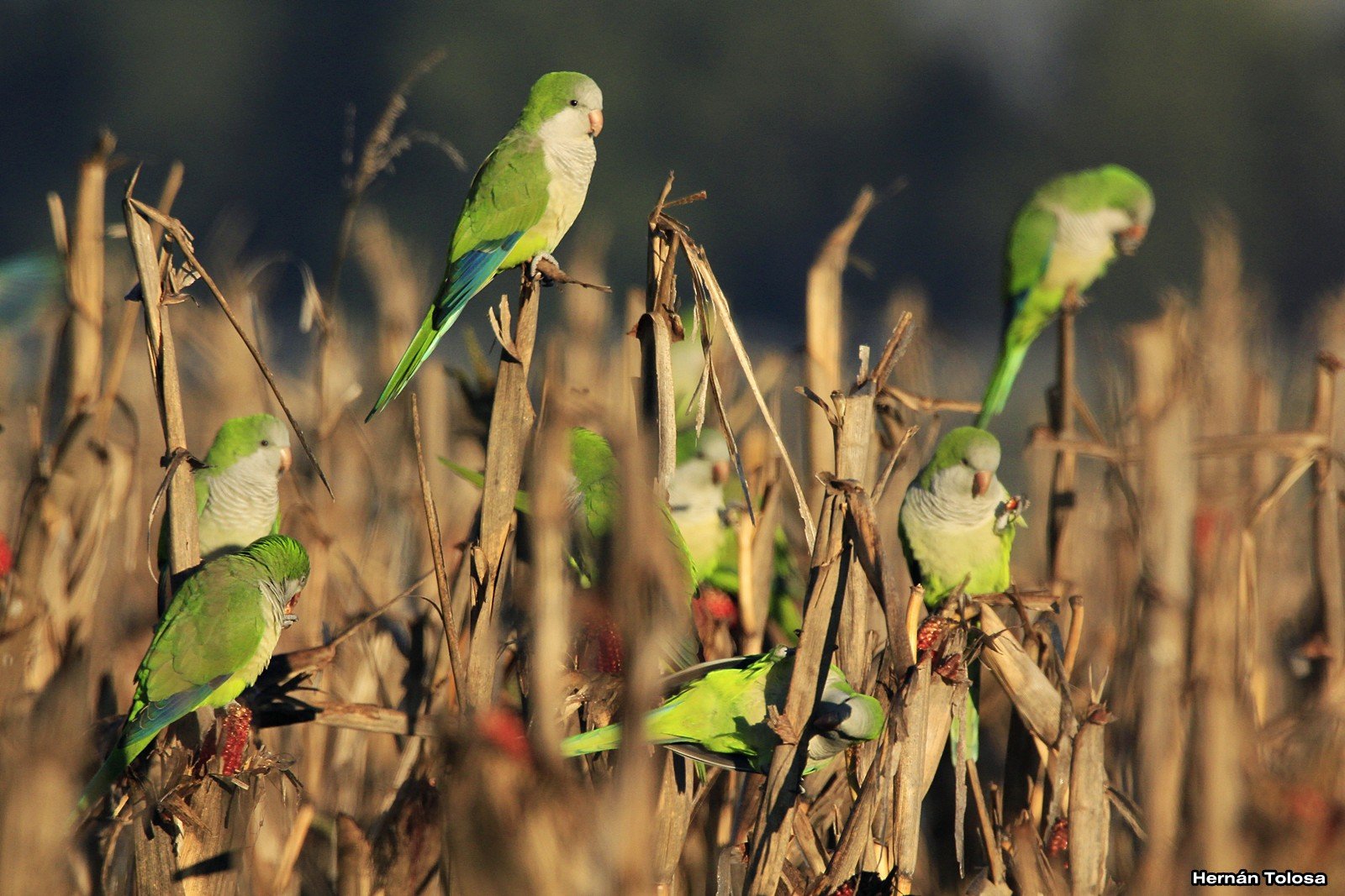 PRODUCTORES DE SAN RAFAEL Y ESPECIALISTAS ANALIZAN CÓMO REDUCIR LOS DAÑOS QUE CAUSAN CATAS Y LOROS