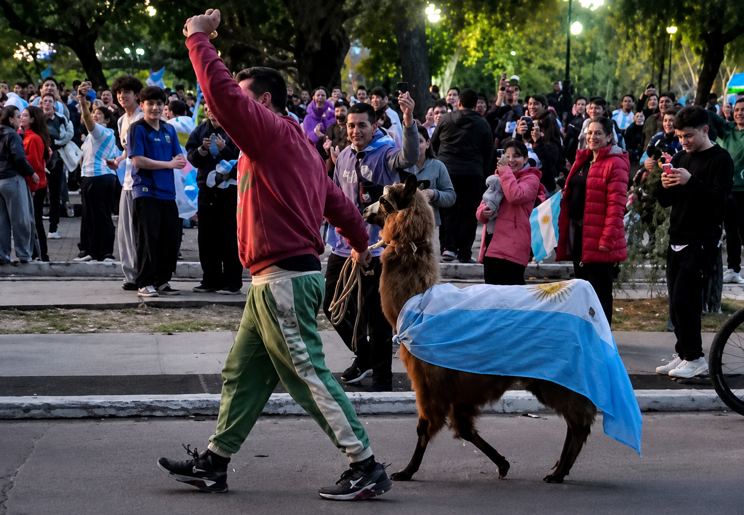 REAPARECIÓ "BEBÉ" LA LLAMA VIRAL DE LA PAZ ENTRE LOS FESTEJOS POR LA VICTORIA DE ARGENTINA