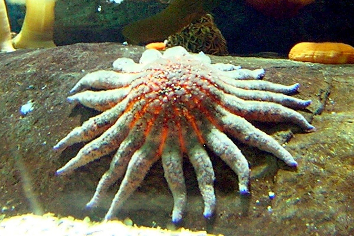 REDESCUBREN UNA ESTRELLA DE MAR GIGANTE Y CREEN QUE PODRÍA SER LA CLAVE PARA SALVAR LOS BOSQUES SUBMARINOS