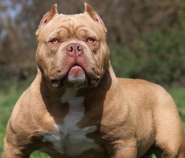 TRAGEDIA: UN PITBULL MATÓ A UN NENE DE 4 AÑOS Y SU MADRINA QUEDÓ IMPUTADA