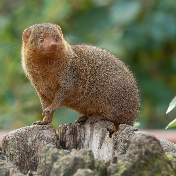 TRAJERON MANGOSTAS DE INDIA PARA TERMINAR CON LAS RATAS Y TERMINARON CREANDO UN PROBLEMA ECOLÓGICO