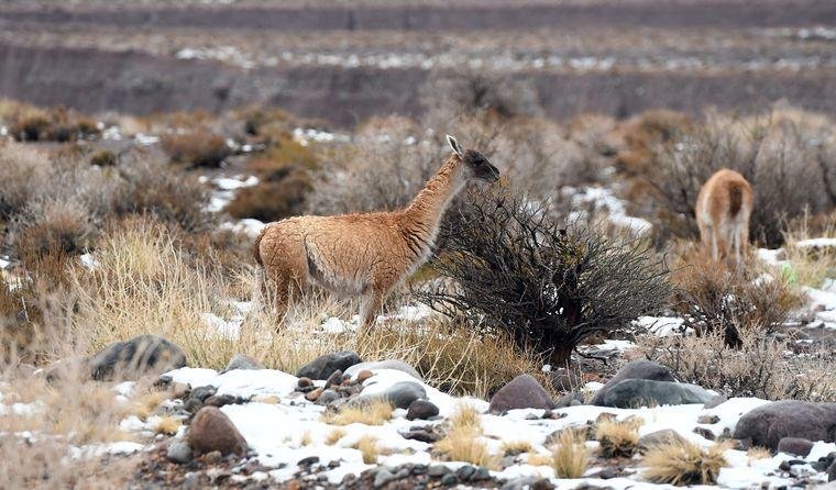 TRISTE FINAL EN ALTA MONTAÑA: MURIÓ EL GUANACO ATACADO POR PERROS Y PERDIÓ A SU CRÍA