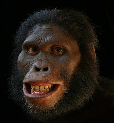 UN ESTUDIO REVELA QUÉ COMÍAN LOS PEQUEÑOS ANTEPASADOS DE LOS HUMANOS HACE MÁS DE 3 MILLONES DE AÑOS