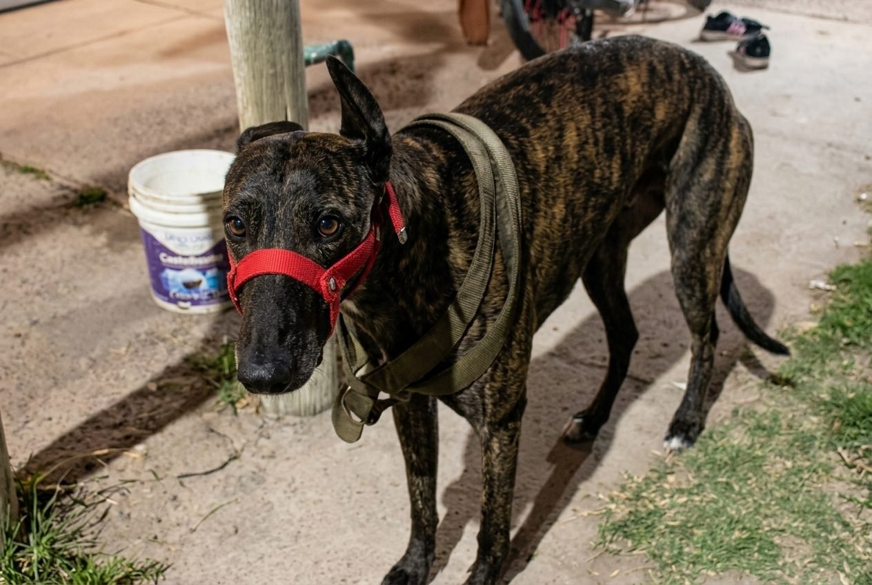 UN NEGOCIO CRUEL EN RIVADAVIA: EL LUCRATIVO CIRCUITO DE APUESTAS ILEGALES QUE EXPLOTA ANIMALES Y ES ATRAVESADO POR SILENCIOS CÓMPLICES
